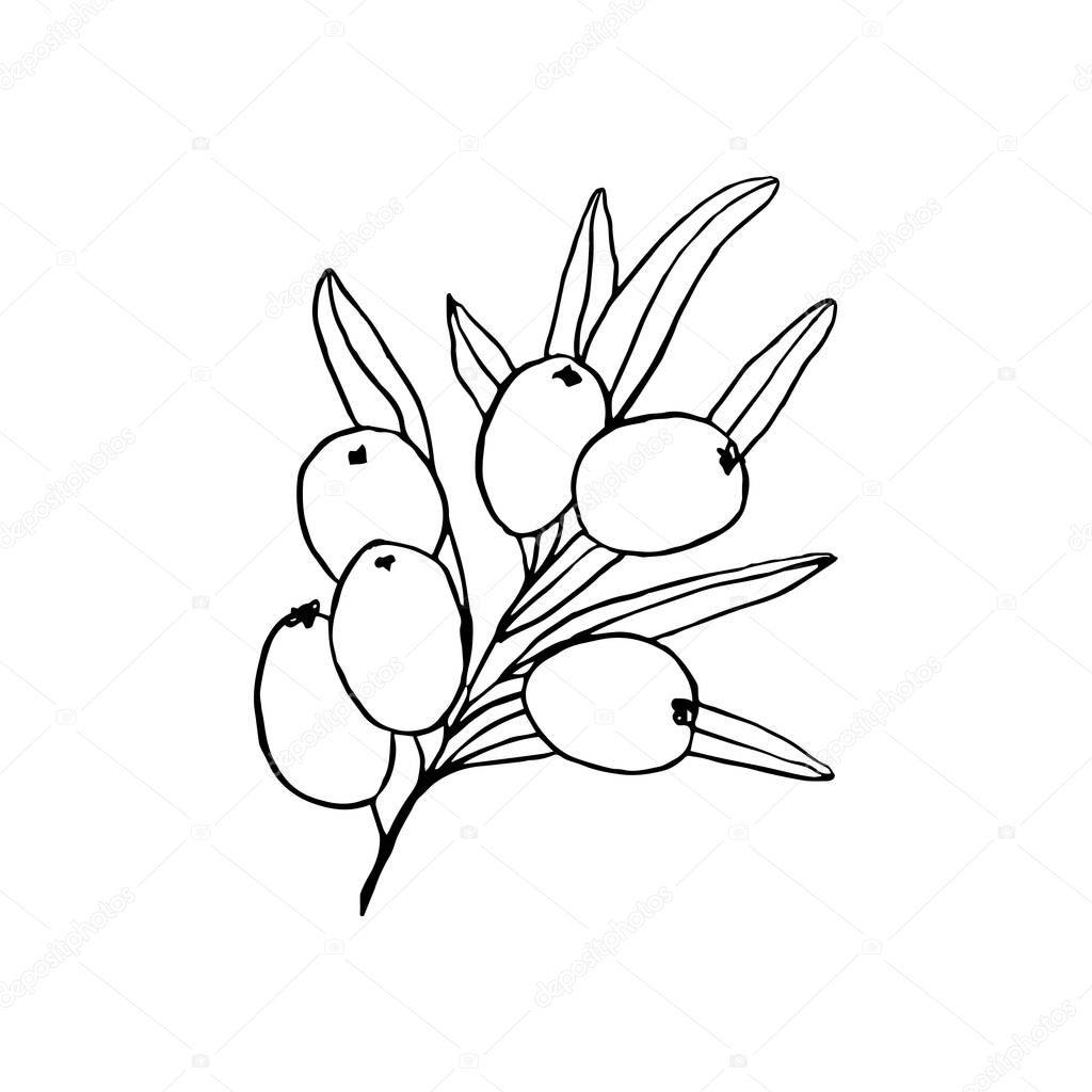 Hand drawn seaberry branch on white. vector illustration