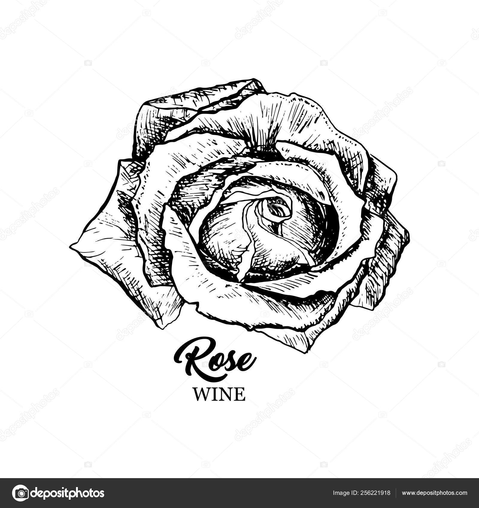 Rose Wine Flower Hand Drawn Ink Pen Illustration Stock