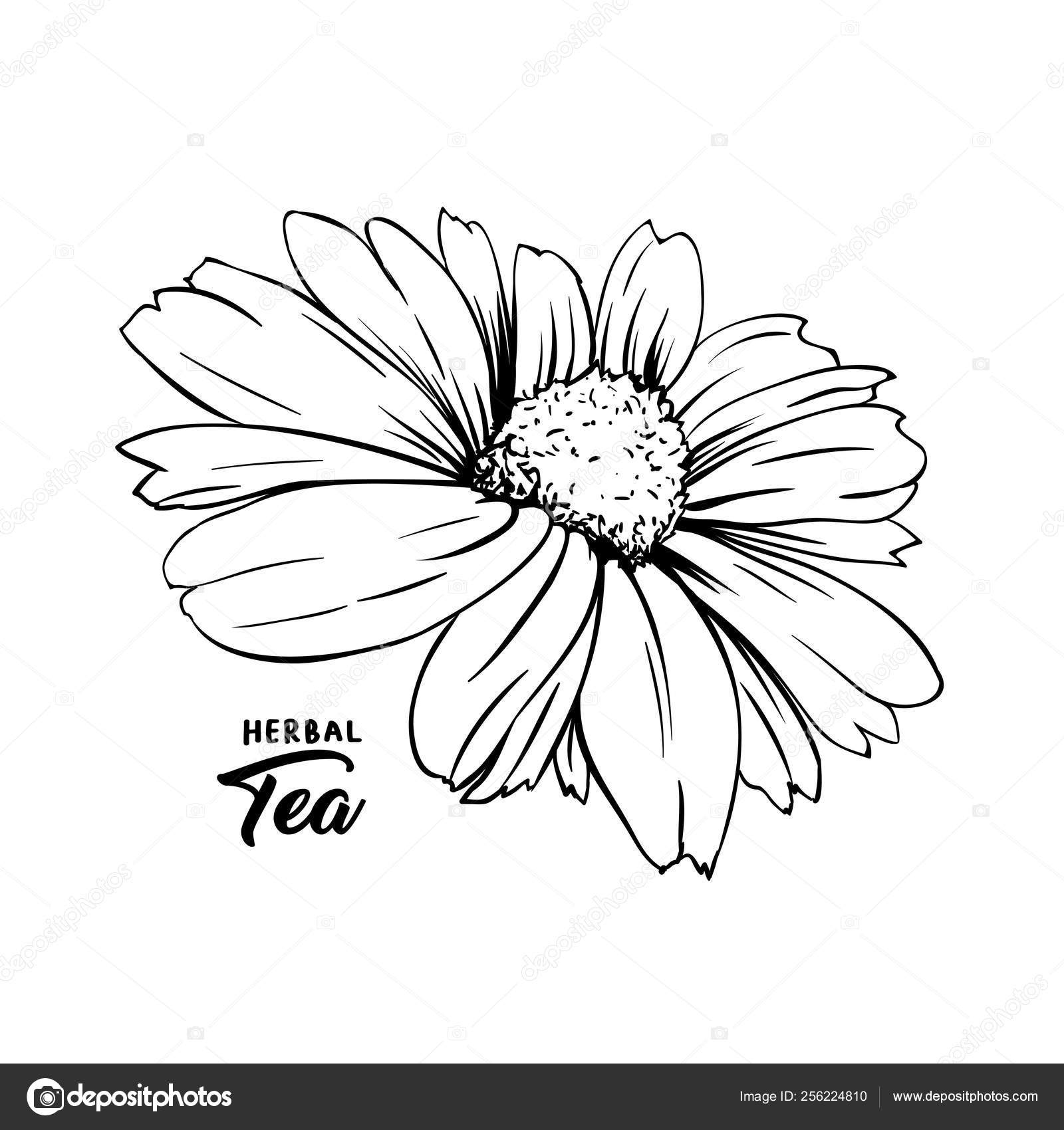 洋甘菊芽手绘墨笔插图图库矢量图©ilonitta 256224810, image size:1600x1700