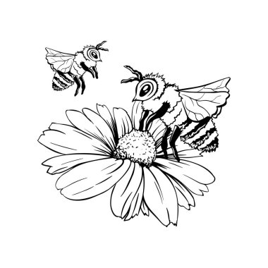 Papatya tomurcuk ve arı Pollination. El çizilmiş mürekkep kalem çizim, serbest izole çizim