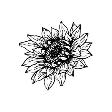 Sunflower hand drawn ink pen illustration clipart