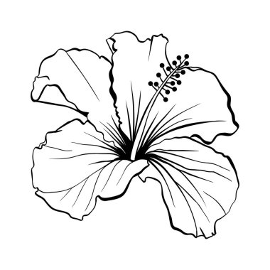 Hawaiian Hibiscus anahat lazer kesme vektör.
