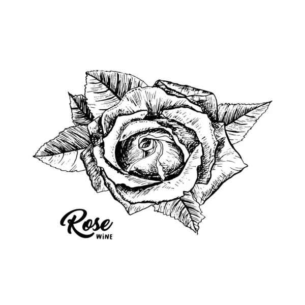 Rose Wine flower hand drawn ink pen illustration — Stock Vector