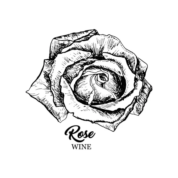 Rose Wein Blume Hand gezeichnet Tusche Feder Illustration — Stockvektor