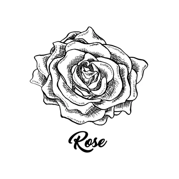 Τριαντάφυλλο κρασί λουλούδι χέρι ζωγραφισμένα στυλό μελάνι εικόνα — Διανυσματικό Αρχείο