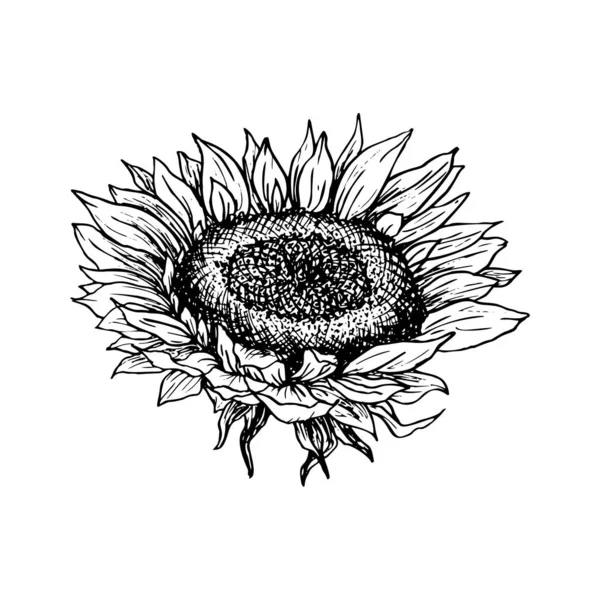 Sunflower hand drawn ink pen illustration — Stock Vector