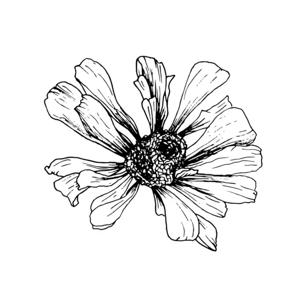 Desenhado à mão Helenium Autumnale Flower Sketch. Elemento de design de vetor isolado para gravura ou gravura — Vetor de Stock