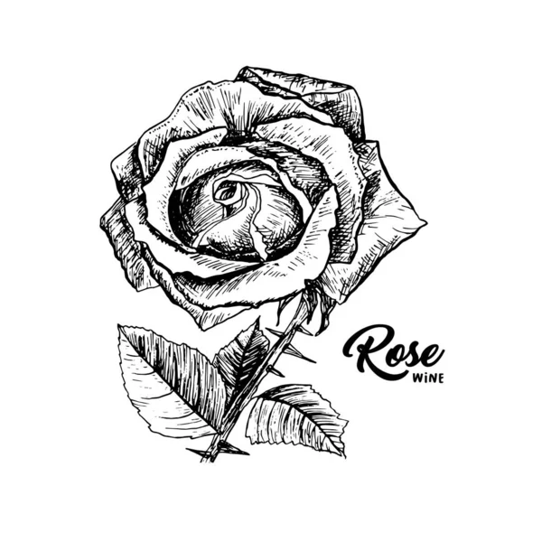 Rose Wein Blume Hand gezeichnet Tusche Feder Illustration — Stockvektor