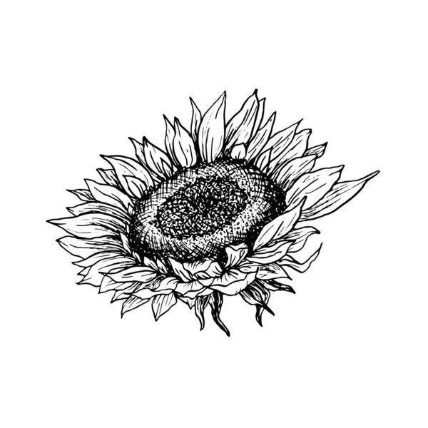Słonecznik ręcznie rysowane atrament pióro ilustracji — Wektor stockowy