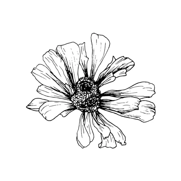 El-çizilmiş Helenium Autumnale çiçek Sketch. Oyma veya gravür için izole vektör tasarım elemanı — Stok Vektör