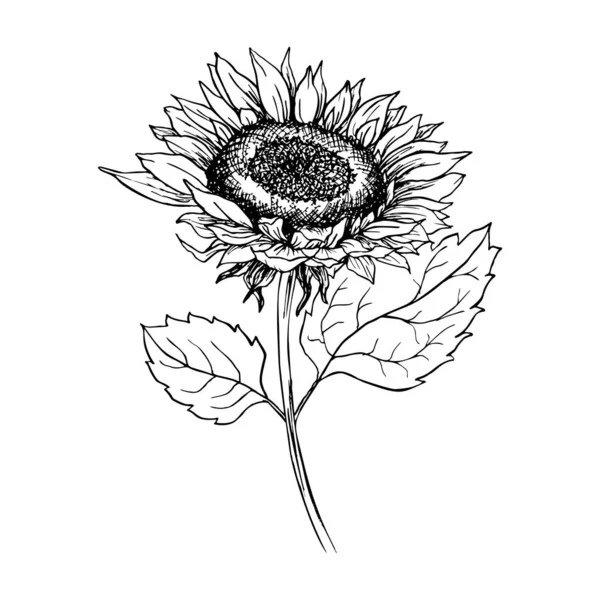 Illustrazione penna inchiostro disegnato a mano girasole — Vettoriale Stock