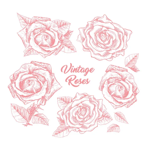 Набор иллюстраций для рисования роз — стоковый вектор