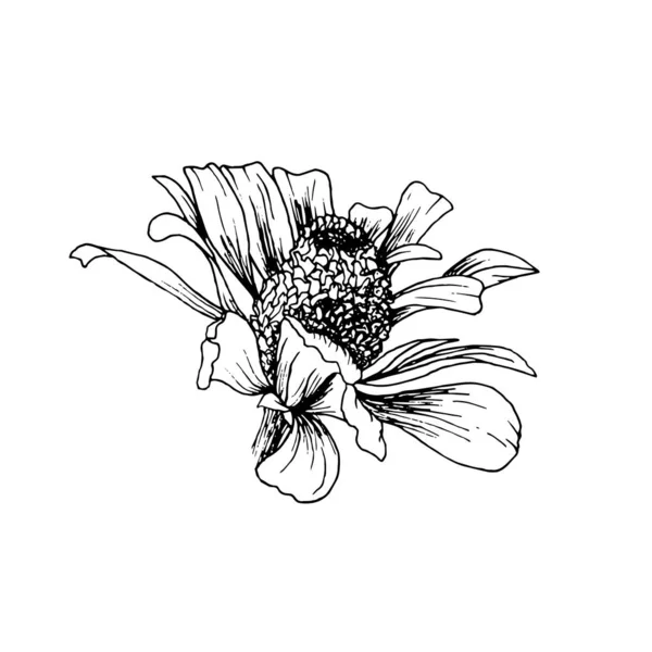 Hand getekende helenium Autumnale bloem schets. Geïsoleerde vector ontwerp element voor gravure of etsen — Stockvector