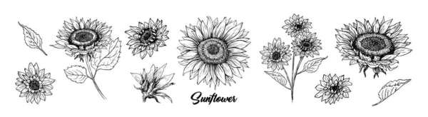 Girasol mano dibujado pluma tinta ilustración conjunto — Vector de stock