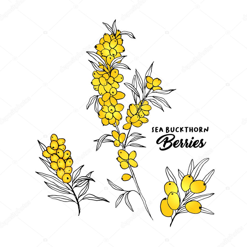 Sea buckthorn branches hand drawn vector illustration