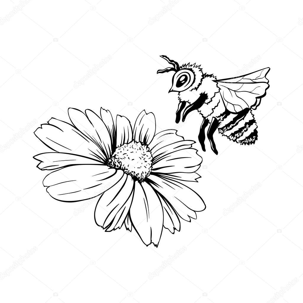 Chamomile Bud and Bee Pollination. Hand drawn ink pen illustration, flower freehand drawing, isolated sketch