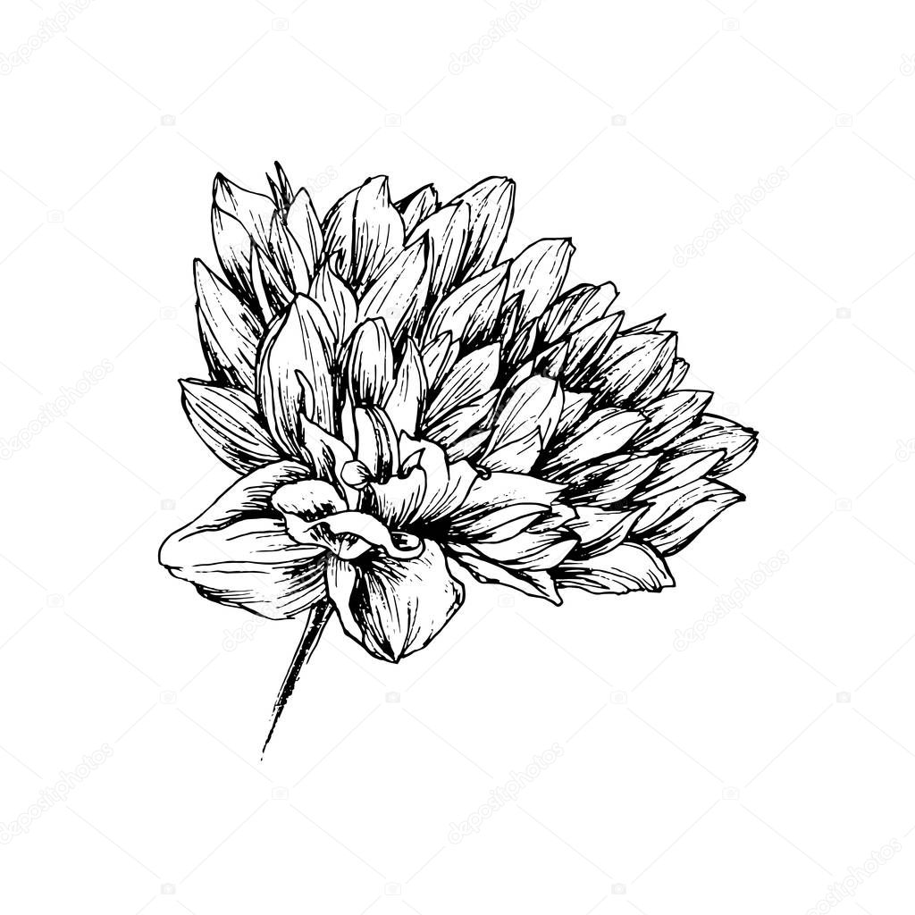 Chrysanthemum Hand Drawn Vector Illustration Floral Ink Pen Sketch Black And White Clipart Realistic Peony Flower Freehand Drawing Isolated Monochrome Floral Design Element Sketched Outline Premium Vector In Adobe Illustrator Ai