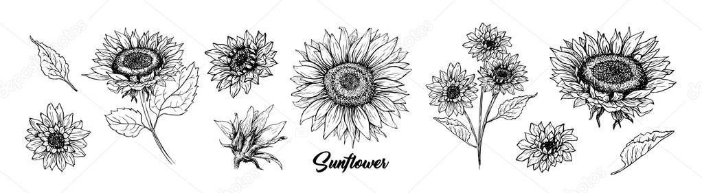 Sunflower hand drawn ink pen illustration set