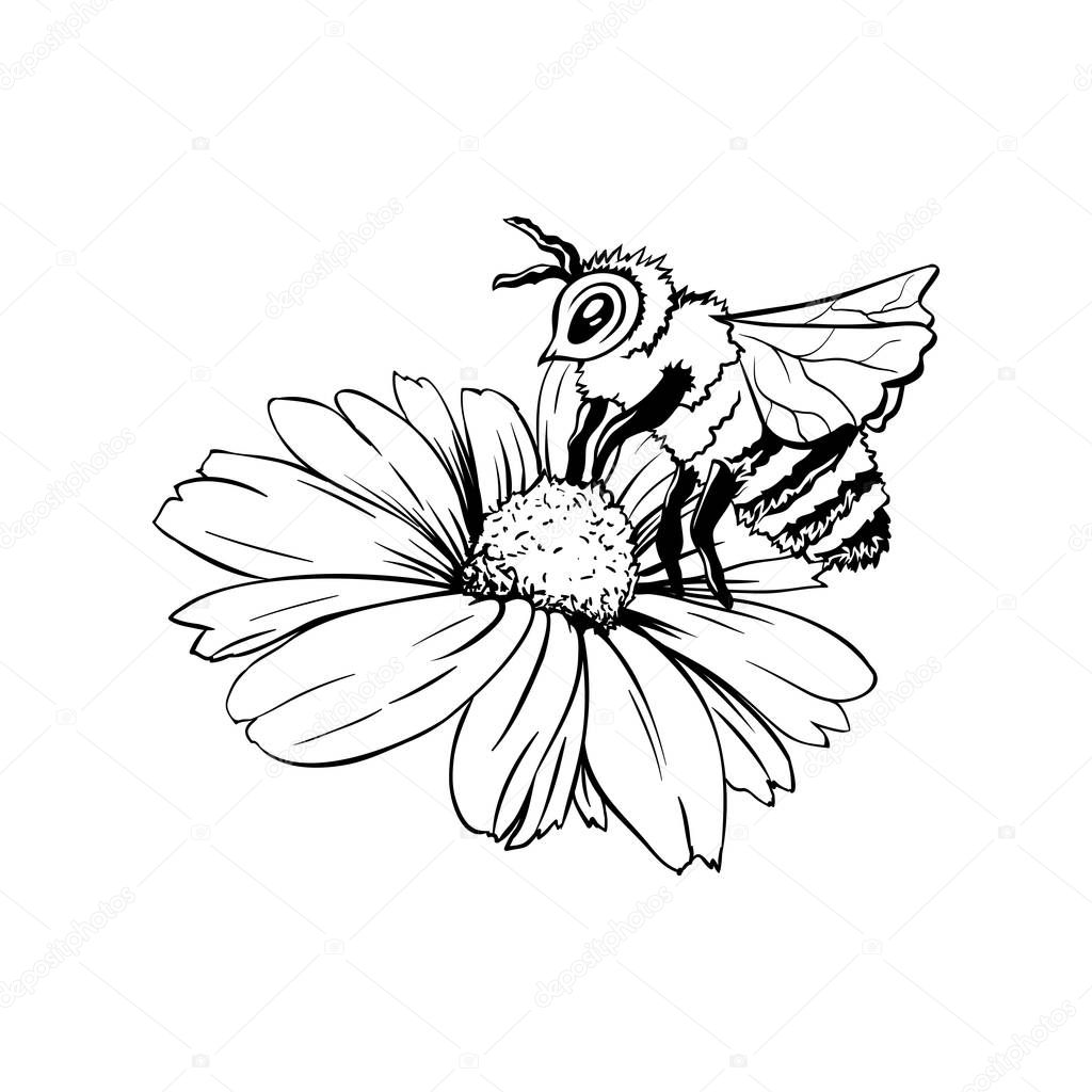 Chamomile Bud and Bee Pollination. Hand drawn ink pen illustration, flower freehand drawing, isolated sketch