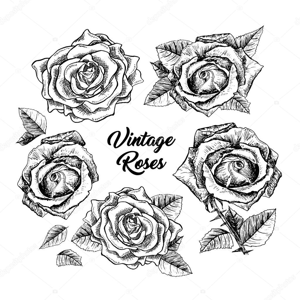 Roses hand drawn sketch illustrations set