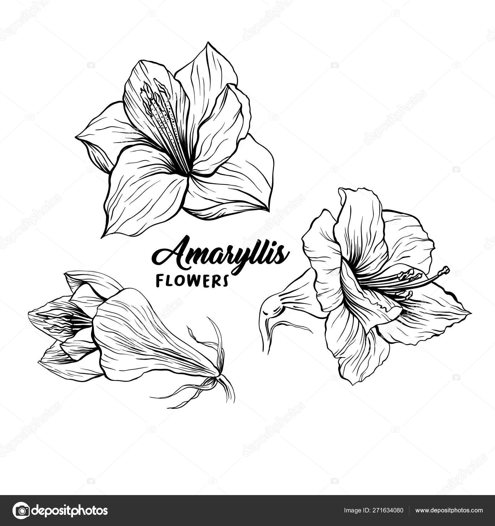 amaryllis flower drawing