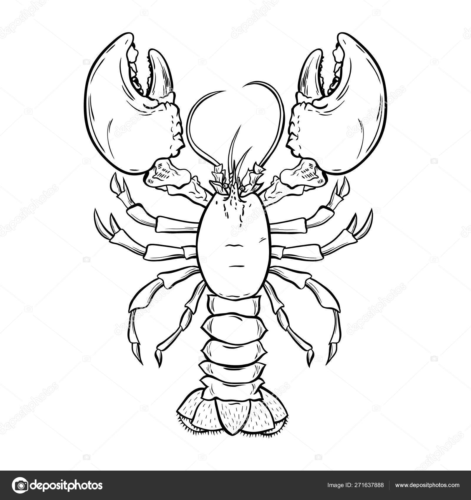 貝 モノクロストックベクター ロイヤリティフリー貝 モノクロイラスト Depositphotos