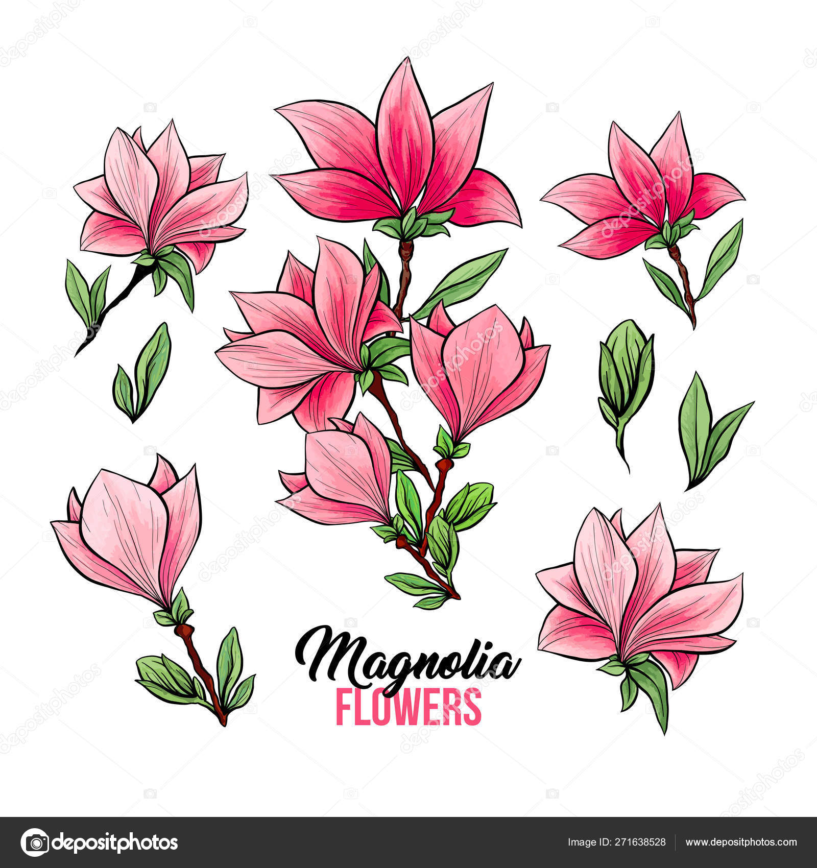 マグノリア花手描きイラストセット ストックベクター C Ilonitta マグノリア花手描きイラストセット ストックベクター C Ilonitta