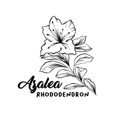 Azalea, ericaceae çiçek mürekkep li kalem çizimi