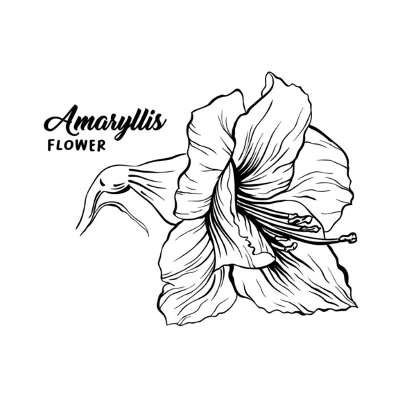 Amaryllis flower hand drawn illustration