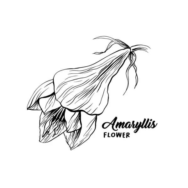 Amaryllis blomma handritad illustration — Stock vektor