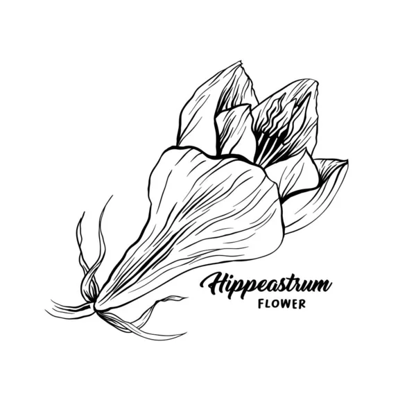 Amarilis flor ilustración dibujada a mano — Vector de stock