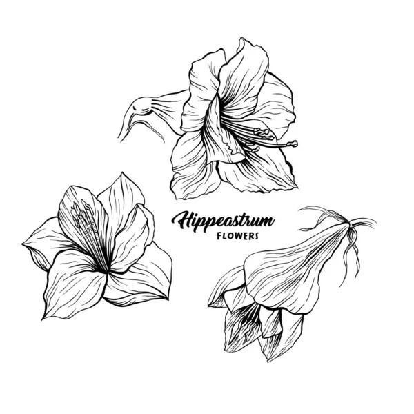 Amaryllis blomma handritad illustration — Stock vektor