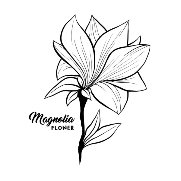 Magnolia flores ilustración dibujada a mano — Vector de stock