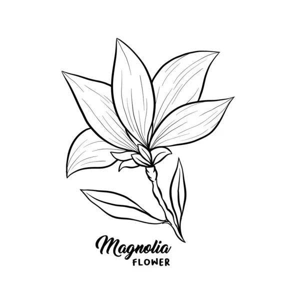 Magnolia flores ilustración dibujada a mano — Vector de stock