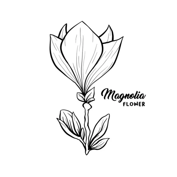 Magnolia fleurs illustration dessinée à la main — Image vectorielle