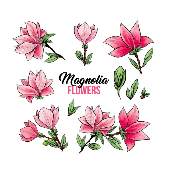 Magnolia blommor handritade illustrationer set — Stock vektor