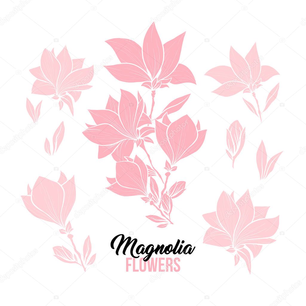 Magnolia flowers hand drawn illustrations set