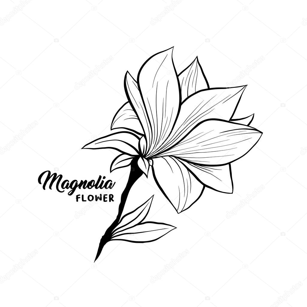 Magnolia flowers hand drawn illustration