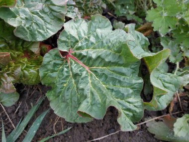 bahçede yerde yetişen kırmızı ve yeşil yaprakları ile şalgam