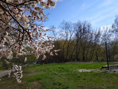 bahar parkında beyaz çiçek açan çiçekler ile kiraz dalları görünümü 