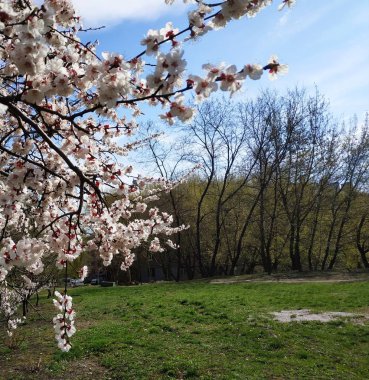 bahar parkında beyaz çiçek açan çiçekler ile kiraz dalları görünümü 
