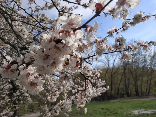 Utsikt Över Körsbärs Kvistar Med Vita Blommande Blommor Spring Park — Stockfoto