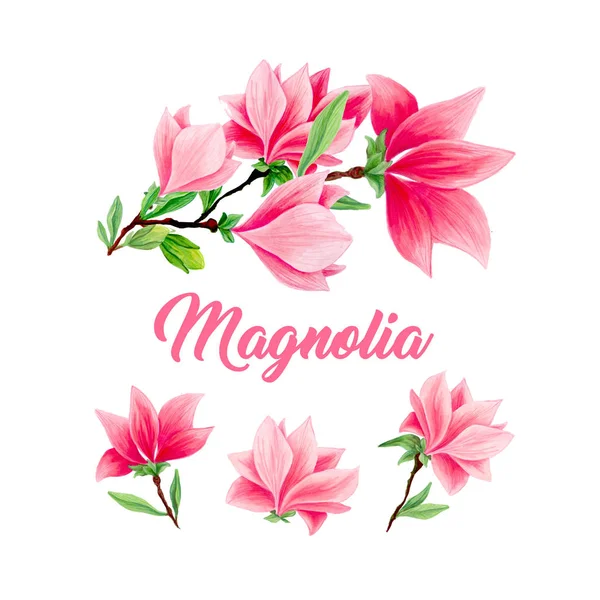 Magnolia Blombukett Blossom Vacker Heminredning Och Inredning Vektorillustration Isolerade Vit — Stockfoto