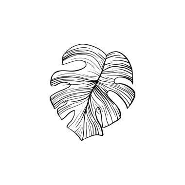 Gümüş bulut, monstera el çizilmiş vektör illüstrasyon