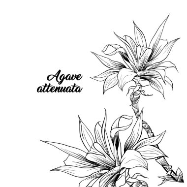 Agave Attenuata başlık el çizilmiş illüstrasyon ile