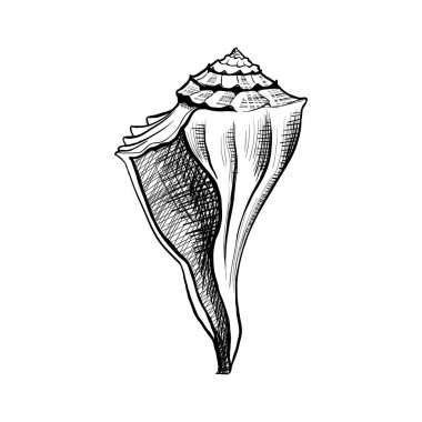 Seashell, conch el çizilmiş vektör