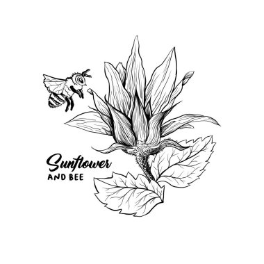 Arı çiçek vektör çizim üzerinde