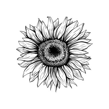 Ayçiçeği siyah çiçekli el çizilmiş illüstrasyon