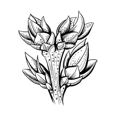 Gerçekçi ağaç dalı vektör illüstrasyon