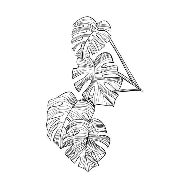 Philodendron pozostawia ręcznie rysowane ilustracji — Wektor stockowy